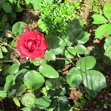 Aria Διαμέρισμα Ζαντάρ