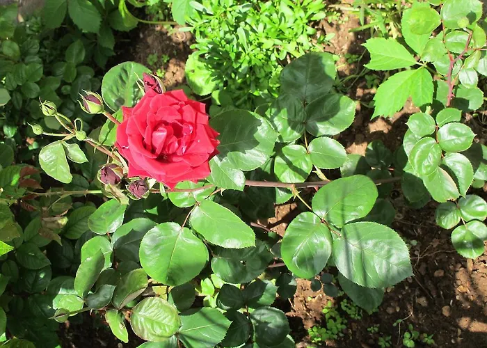 Aria Appartamento Zara